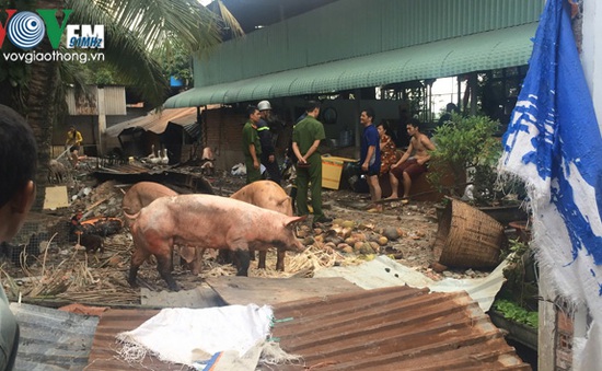 Hỏa hoạn tại TP.HCM, gần chục con lợn bị thiêu sống