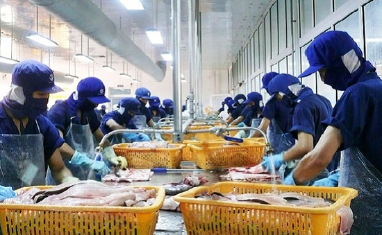 Đề xuất thành lập trung tâm sản xuất cá tra giống chất lượng cao