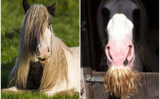 Có thể bạn chưa biết: Ngựa cũng có thể mọc râu