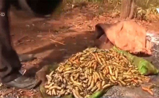 Côn trùng trở thành món ăn ưa thích ở Zimbabwe