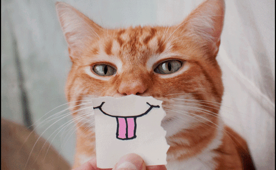 Tổng hợp những hình ảnh mèo ngộ nghĩnh vô cùng đáng yêu và hài hước