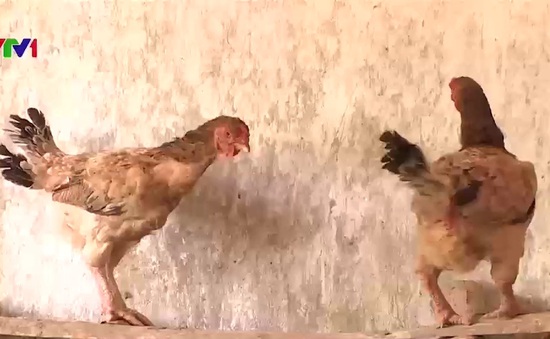 Giống gà móng quý được nuôi dưỡng tại tỉnh Hà Nam
