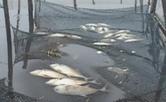 Thừa Thiên - Huế: Cá nuôi chết hàng loạt, người dân "trắng tay" sau lũ