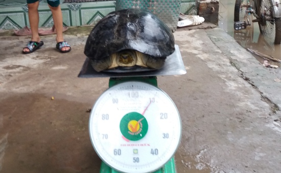 Vĩnh Long: Người dân bắt được "cụ" rùa 100 năm tuổi