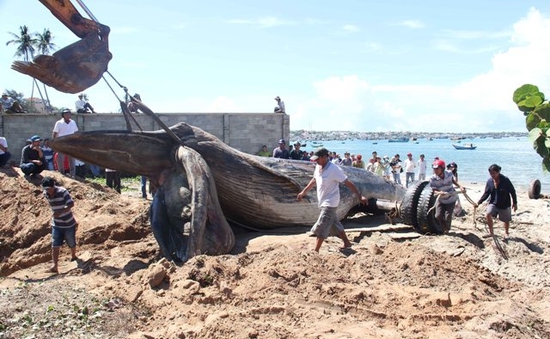 Cá voi 7 tấn dạt vào bờ biển Mũi Né, TP Phan Thiết