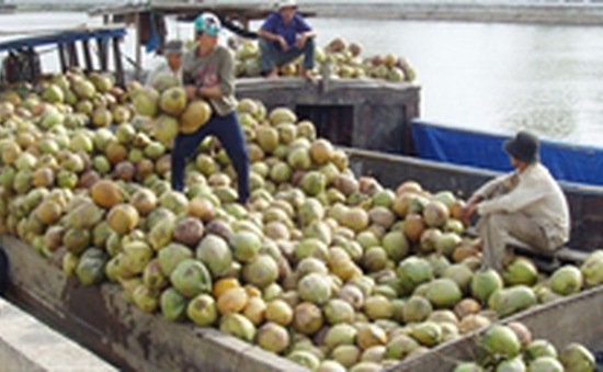 Thủ phủ dừa Bến Tre phải nhập khẩu dừa để chế biến
