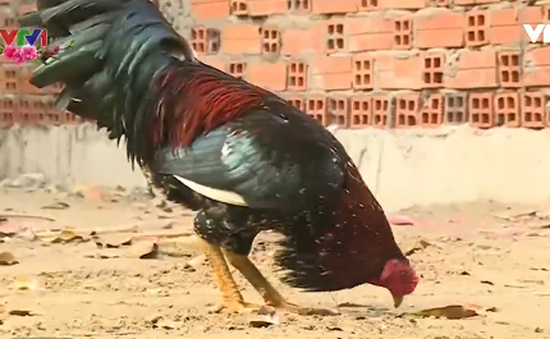 Những bất cập trong mô hình nuôi gà thả đồi Phú Bình, Thái Nguyên