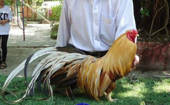 Vì sao gà tre kiểng Tân Châu nổi tiếng?