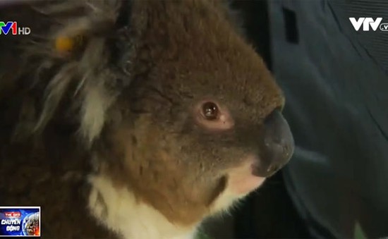 Australia: Chú gấu kaola sống sót qua hành trình 16 km