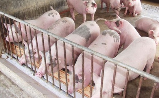 Giá lợn hơi tại Đồng Nai tăng 4.000 đồng/kg