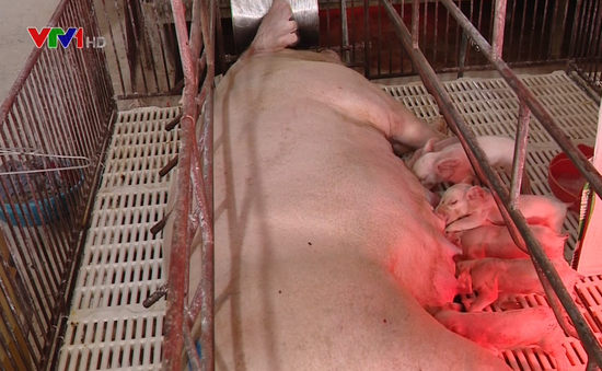 Giá lợn vẫn thấp sau 2 tháng giải cứu
