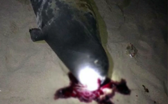 Hải cẩu bị người dân đánh chết tại Bình Thuận