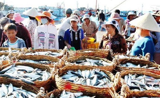 Thí điểm đấu giá hải sản tại chợ cá lớn nhất miền Trung