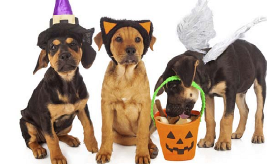 Người dân Mỹ chi 440 triệu USD hóa trang cho thú cưng dịp Halloween