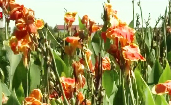 Luống hoa góp phần xử lý nước thải hữu cơ