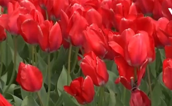 Rực rỡ lễ hội hoa tulip tại bang Washington (Mỹ)