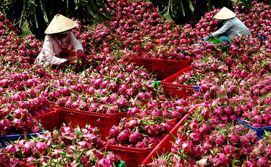Nhật Bản xem xét nới lỏng quy định nhập khẩu hoa quả tươi Việt Nam