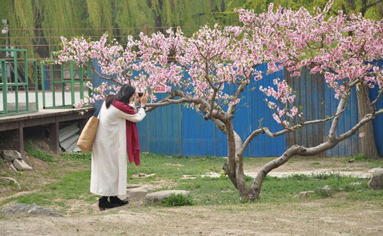 Tour du lịch nở rộ mùa hoa anh đào ở Trung Quốc