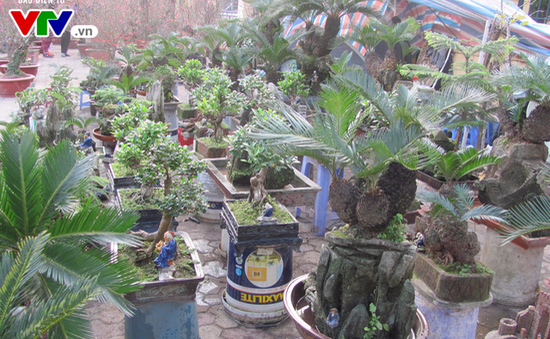 Độc đáo non bộ, bonsai ở các chợ hoa Tết Hà Nội