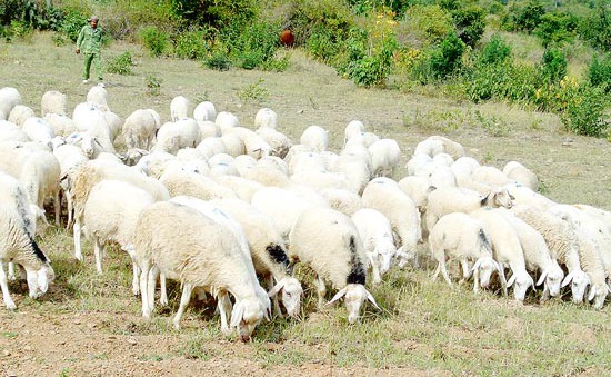 Ninh Thuận - “Vương quốc” của dê, cừu