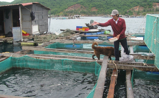 Phú Yên: Di dời bè nuôi cá trái phép ở vịnh Vũng Rô