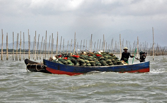 Quảng Ninh công bố đường dây nóng bảo vệ nguồn lợi thủy sản