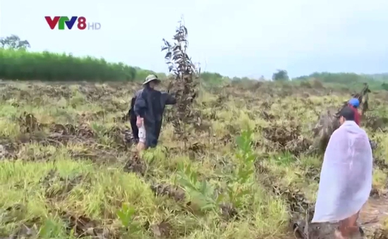 Phú Yên: Người dân buộc chặt bỏ keo non do trồng trên đất nông nghiệp