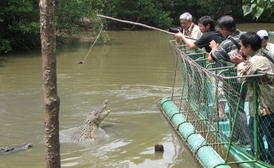 Trải nghiệm du lịch cảm giác mạnh đi thuyền câu cá sấu giữa đầm