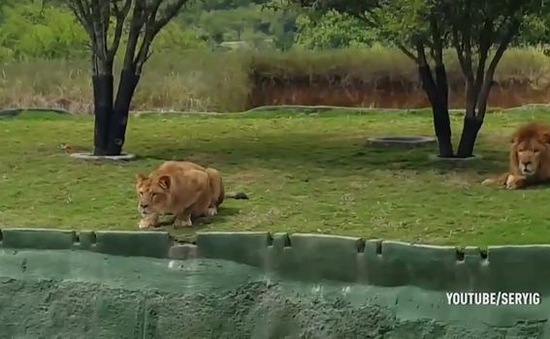 Định tấn công du khách hiếu kỳ, chú sư tử bất ngờ dính một "vố" đau