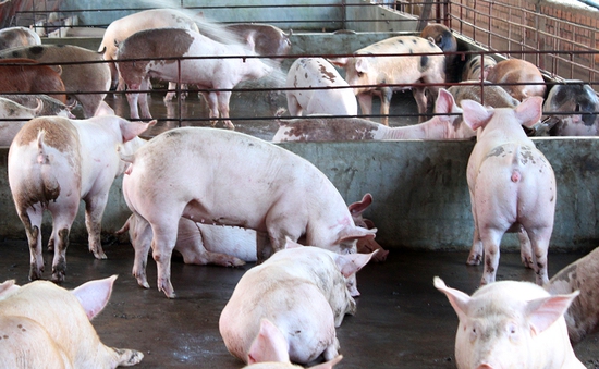 Hà Tĩnh phát triển mô hình chăn nuôi lợn theo chuỗi