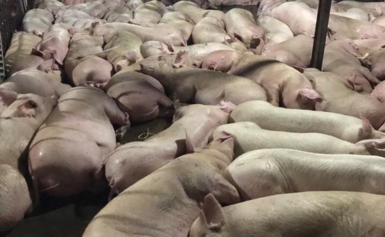 Đề xuất tiêu hủy gần 4.000 con lợn bị tiêm thuốc an thần