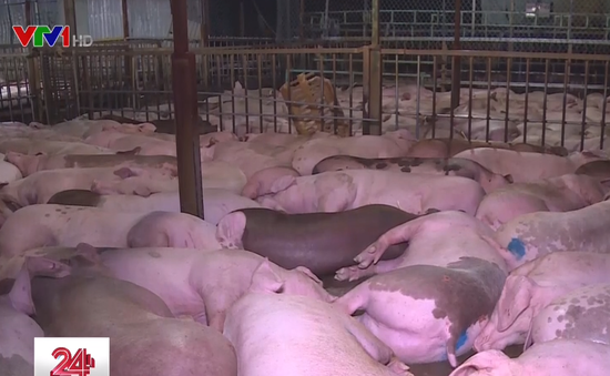 Bất cập xử lý hơn 3.000 lợn bị nhiễm thuốc an thần