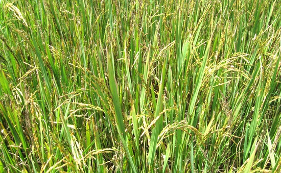 Khó xử lý dịch bệnh lùn sọc đen hại lúa tại Nghệ An