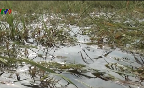 Kiên Giang: Lũ về sớm, nhiều diện tích lúa bị ngập nước