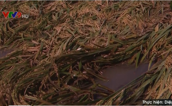 Hậu Giang: Nhiều diện tích lúa bị đổ gây khó khăn trong thu hoạch