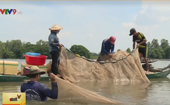 Người dân miền Tây vui với kéo lưới bắt cá mùa nước nổi