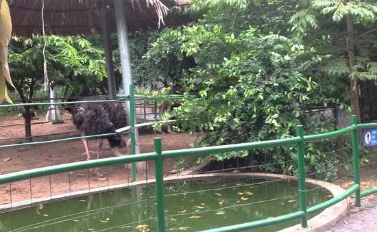 Vườn thú Đầm Sen hướng đến là thành viên Hiệp hội Các vườn thú Đông Nam Á