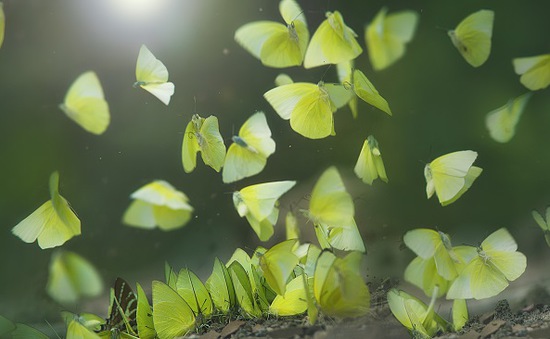 Hàng triệu bươm bướm bay rợp trời Tây Nguyên