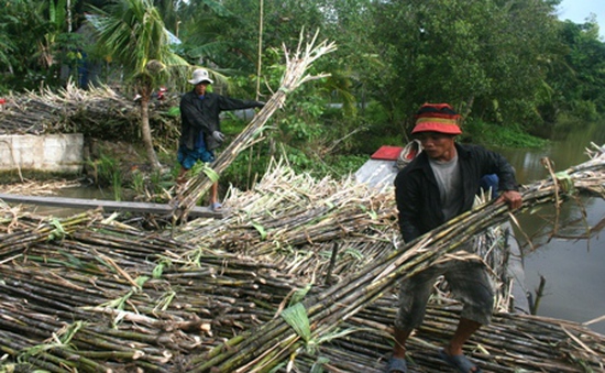 Nâng cao khả năng cạnh tranh cho ngành mía đường Việt Nam