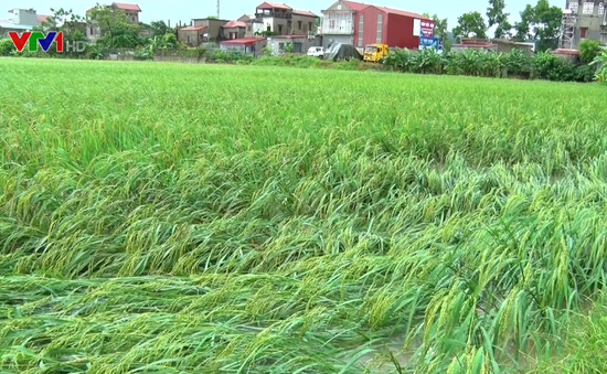 Mưa lớn, hơn 900 ha lúa ở Ninh Bình bị ngập úng