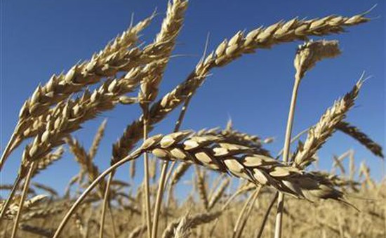 Xuất khẩu ngũ cốc của Ukraine có thể giảm lần đầu tiên trong 5 năm
