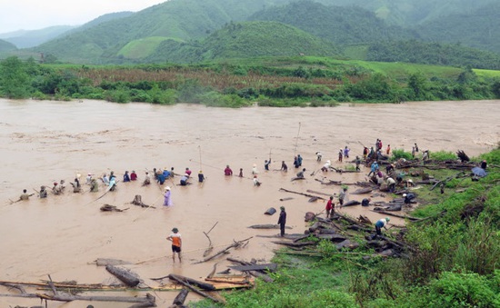 Điện Biên: Người dân bất chấp nguy hiểm vớt củi giữa dòng nước lũ