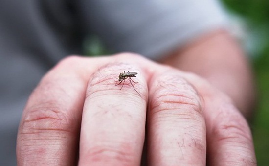 Tại sao muỗi cứ tấn công bạn mà không phải người khác?