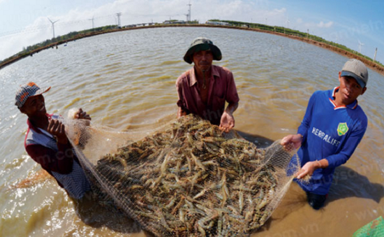 Bạc Liêu phát triển nuôi trồng thủy sản theo hướng liên kết