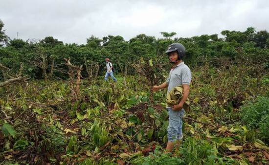 Điều tra vụ thuê người chặt phá 445 cây cà phê tại Đăk Lăk