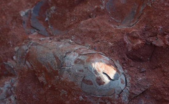 Tìm thấy ổ trứng khủng long 130 triệu năm tuổi