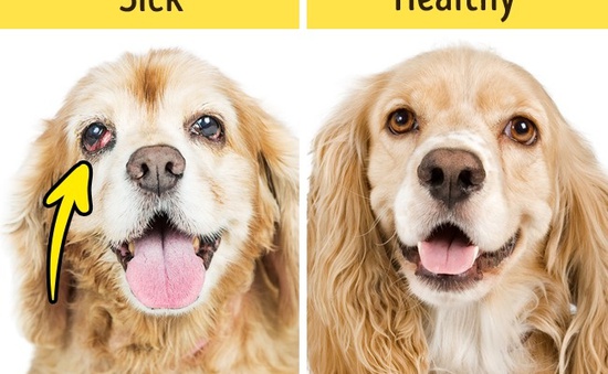 12 dấu hiệu cho thấy thú cưng nhà bạn cần gặp bác sĩ ngay lập tức