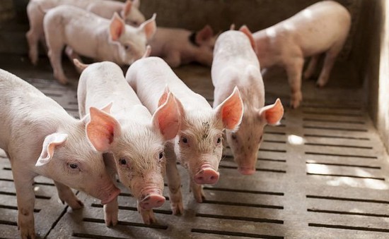 Lợn hơi mất giá kỷ lục, ngành nông nghiệp biết giải cứu từ đâu?