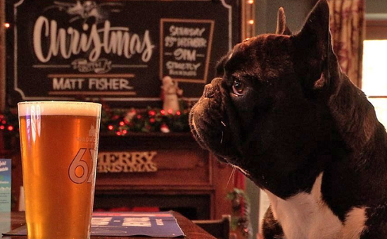 Fox & Hounds - Quán rượu thân thiện với chó nhất nước Anh