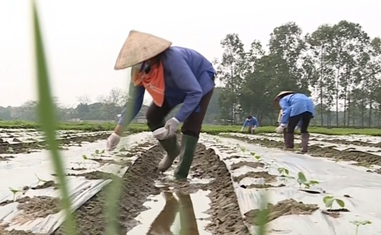 Hà Nội: 6 huyện cấp xong giấy chứng nhận quyền sử dụng đất nông nghiệp